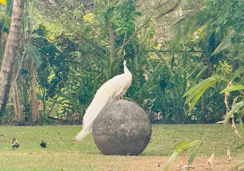 FD802528-E30E-4755-8723-DD3986622DF5_1_105_c